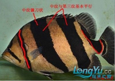 泰国虎鱼保护级别是什么样的图片：泰国虎鱼的保护级别是什么样的图片 泰国虎鱼 第2张