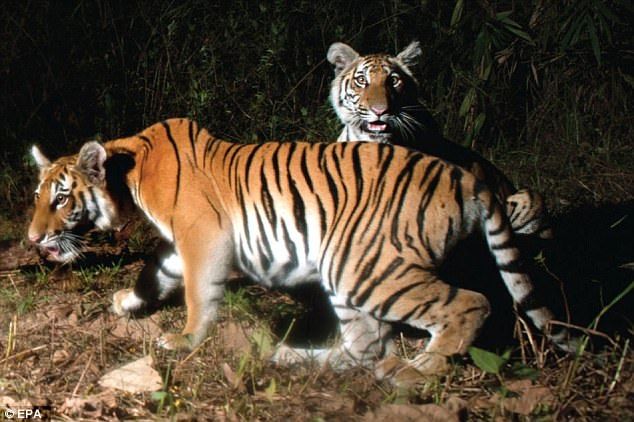 印度老虎分布地区：世界上老虎分布最为集中的国家之一印度老虎分布地区 虎鱼 第2张