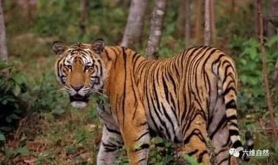 印度老虎分布地区：世界上老虎分布最为集中的国家之一印度老虎分布地区 虎鱼 第1张