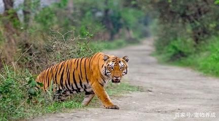 印度老虎分布地区：世界上老虎分布最为集中的国家之一印度老虎分布地区 虎鱼 第3张