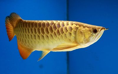 金龙鱼的嘴巴里：关于金龙鱼嘴巴的一些秘密 龙鱼百科 第3张