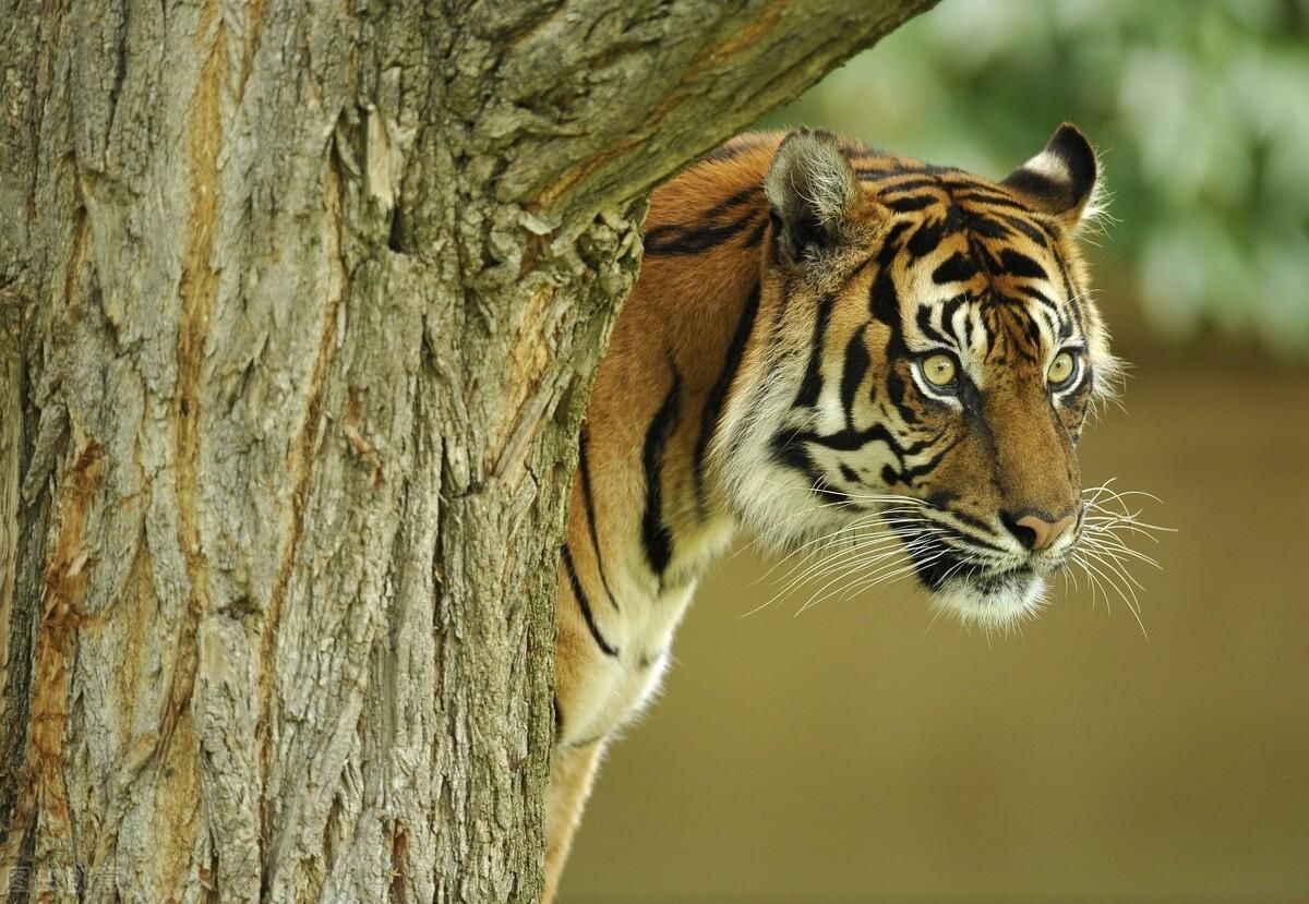 苏虎的寿命：苏虎的寿命可以从以下几个方面进行解释苏虎的寿命 苏虎 第1张