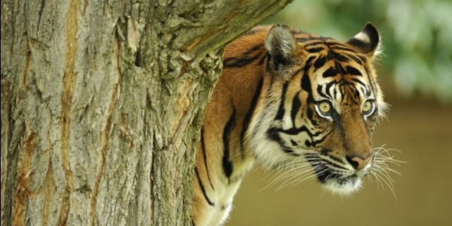 苏虎的寿命：苏虎的寿命可以从以下几个方面进行解释苏虎的寿命 苏虎 第2张