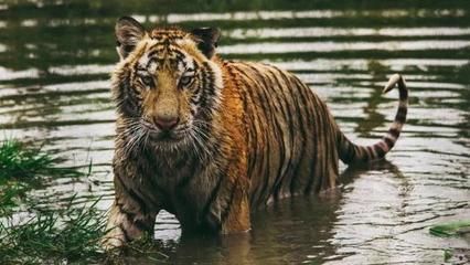 苏虎的寿命：苏虎的寿命可以从以下几个方面进行解释苏虎的寿命 苏虎 第3张