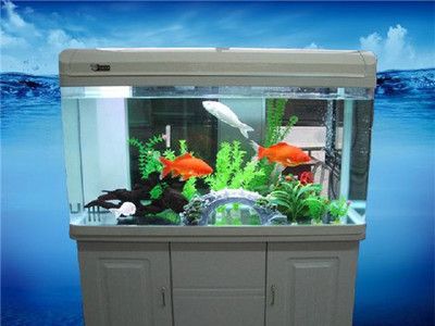 10升鱼缸养多少金鱼：10升水的鱼缸可以养多少金鱼 鱼缸定做 第2张