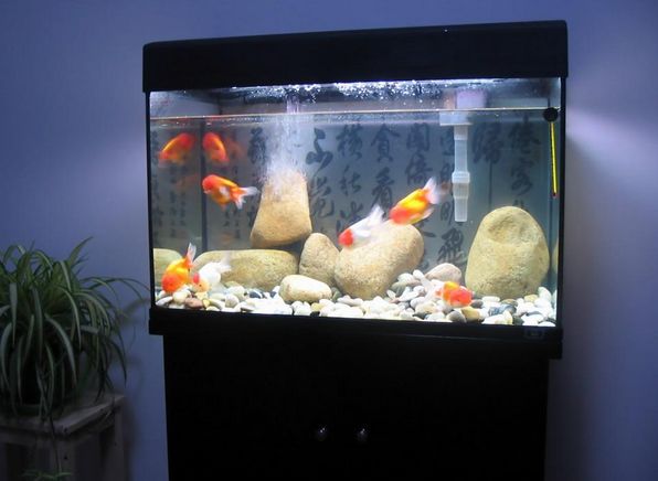 10升鱼缸养多少金鱼：10升水的鱼缸可以养多少金鱼 鱼缸定做 第3张