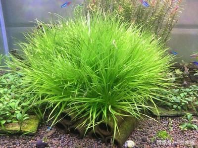 鱼缸水草种类常见水草有哪些：鱼缸水草种类有哪些