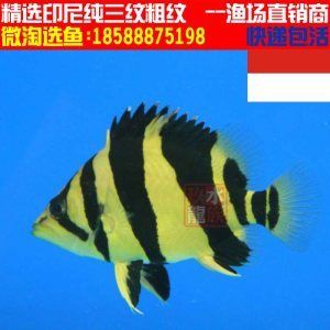 泰国虎鱼三纹价格：泰国虎鱼三纹价格为330-380元