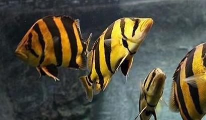 虎鱼能长多少厘米：虎鱼的生长潜力 泰国虎鱼 第3张