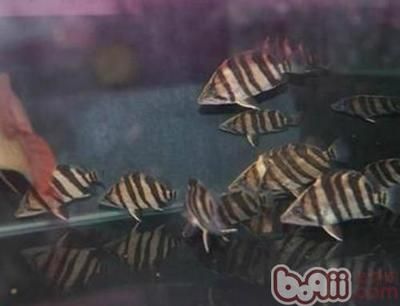 印尼虎鱼生活环境特征图片：关于印尼虎鱼生活环境特征图片 虎鱼 第1张