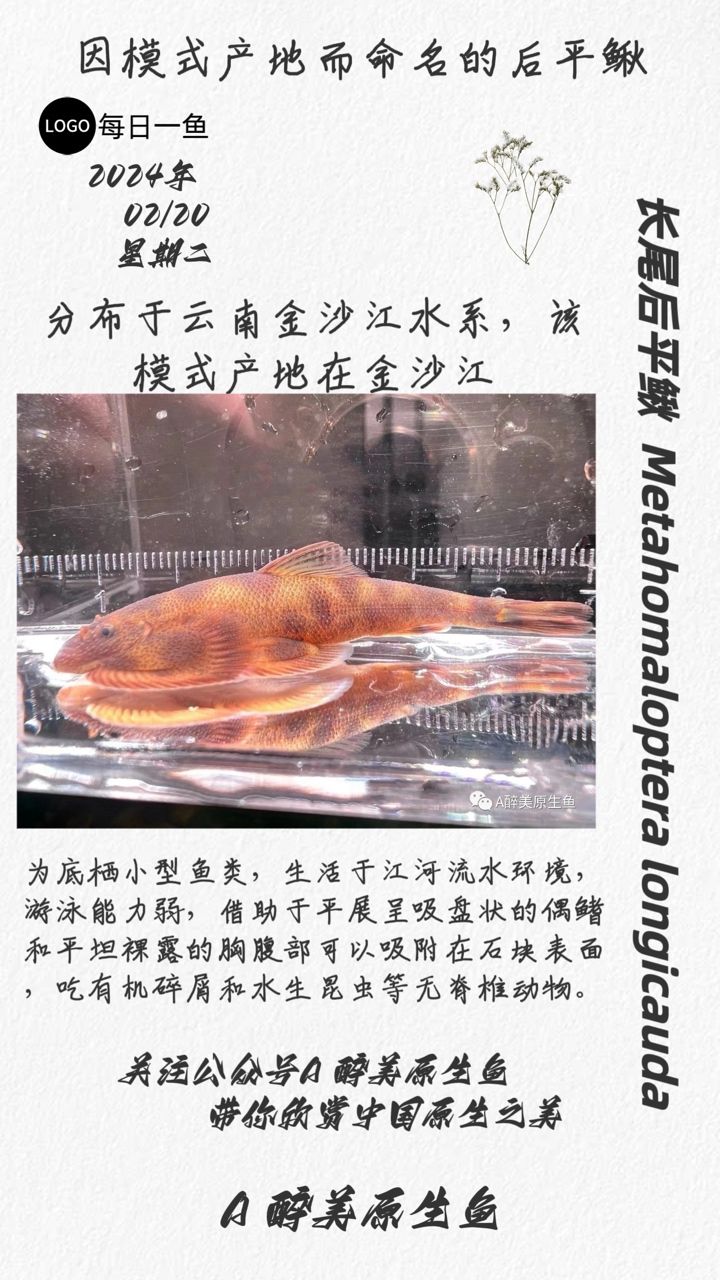 长尾后平鳅：分布在金沙江 观赏鱼论坛