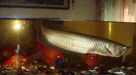 魟鱼和红龙混养能繁殖吗视频：魟鱼和红龙混养能否繁殖视频信息搜索结果中可能性 魟鱼 第1张
