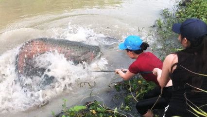 龙鱼喂虾长得好快怎么办：龙鱼喂虾长得好快怎么办龙鱼喂虾长得好快怎么办 龙鱼百科 第3张