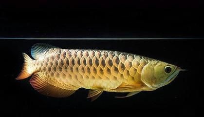 魟鱼的寿命是多少：一般的魟鱼寿命在25-30年之间，但最长的可以达到80年左右 魟鱼 第2张