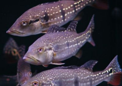 巴西亚鱼需要多大鱼缸养殖：关于巴西亚鱼养殖环境的一些信息 巴西亚鱼 第4张