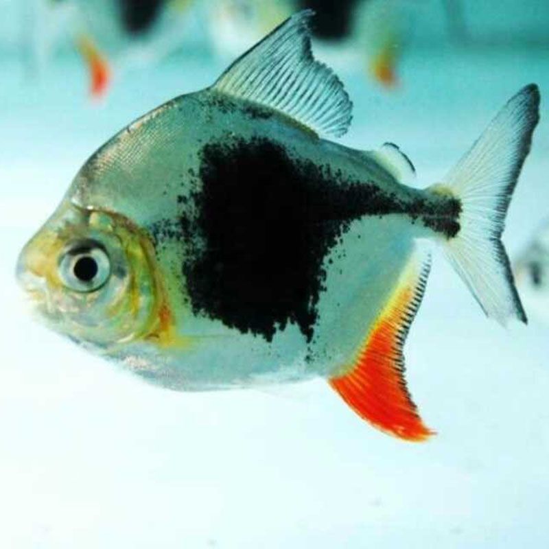 巴西亚鱼需要多大鱼缸养殖：关于巴西亚鱼养殖环境的一些信息 巴西亚鱼 第1张