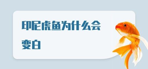 虎鱼颜色变白了还能活吗：虎鱼的颜色变白了还能活吗 虎鱼百科 第3张