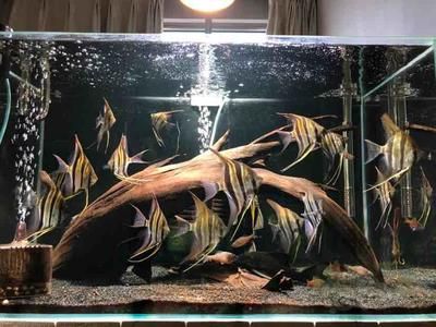 埃及神仙鱼用多大鱼缸养好：埃及神仙鱼饲养缸的选择 埃及神仙鱼 第1张
