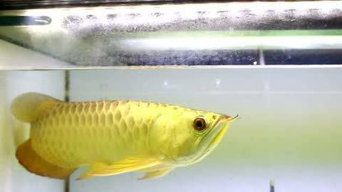 皇冠魟鱼白点发黄起白斑：皇冠魟鱼白点发黄和起白斑的症状可能是由于多种因素引起的
