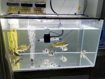 巴西亚鱼需要多大鱼缸才能养鱼苗：巴西亚鱼的饲养方式