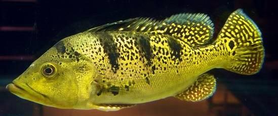 巴西亚鱼为什么越养越黑：巴西亚鱼体色变黑可能有多种原因 巴西亚鱼 第4张
