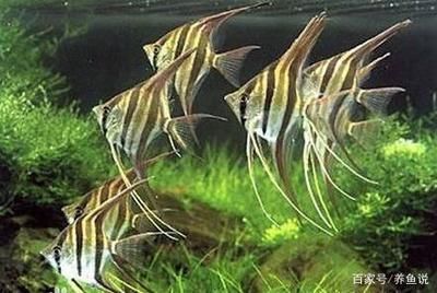 埃及神仙鱼喜欢什么水质的鱼缸养鱼：埃及神仙鱼对水质的要求