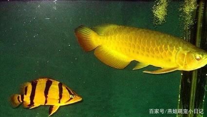 泰国虎鱼和什么鱼混养好看一点的鱼缸：泰国虎鱼可以与多种鱼类混养 泰国虎鱼 第1张
