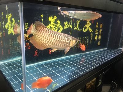 彩蝶鱼缸是什么灯管的：彩蝶鱼缸使用的灯管类型 水族灯（鱼缸灯） 第4张