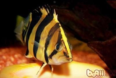 观赏鱼泰国虎：泰国虎鱼是一种什么样的观赏鱼？