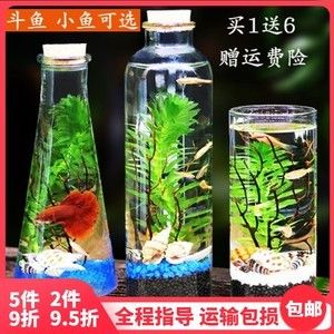 斑马鱼几天换一次水小鱼缸：斑马鱼的换水频率一般多久一次？