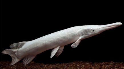 白化幽灵火箭鱼能混养吗：白化幽灵火箭鱼是否能与其他鱼类混养取决于多种因素 祥龙超血红龙鱼 第1张