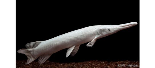 白化幽灵火箭鱼能混养吗：白化幽灵火箭鱼是否能与其他鱼类混养取决于多种因素 祥龙超血红龙鱼 第3张