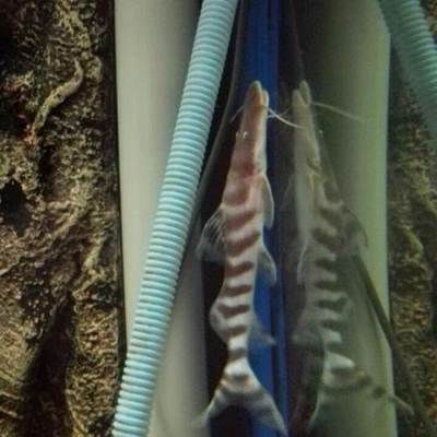 斑马鸭嘴鱼吃食视频：斑马鸭嘴鱼的饲养信息和食性可以在搜索结果中找到 斑马狗头鱼 第3张