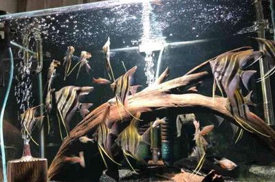 埃及神仙鱼鱼缸灯推荐：埃及神仙鱼的饲养方式 水族灯（鱼缸灯） 第3张
