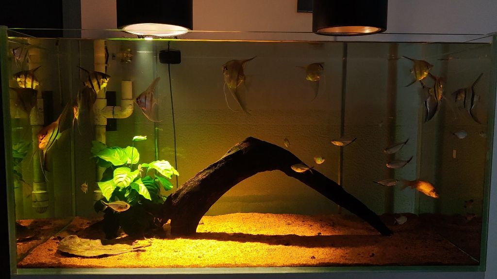 埃及神仙鱼鱼缸灯推荐：埃及神仙鱼的饲养方式 水族灯（鱼缸灯） 第1张