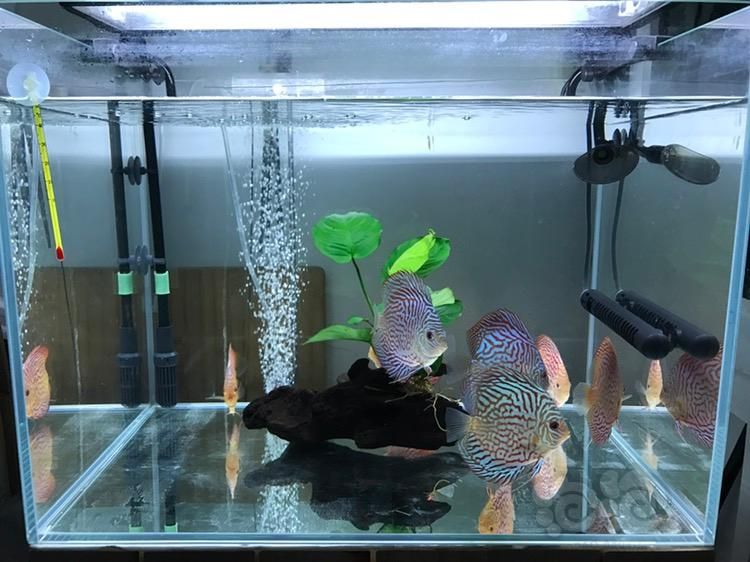 埃及神仙鱼鱼缸灯推荐：埃及神仙鱼的饲养方式 水族灯（鱼缸灯） 第4张