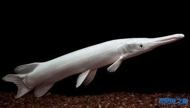白化火箭是什么鱼：白化火箭鱼的基本信息 祥龙超血红龙鱼 第3张