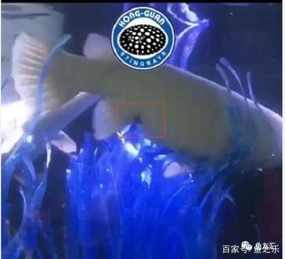 白化火箭是什么鱼：白化火箭鱼的基本信息 祥龙超血红龙鱼 第4张
