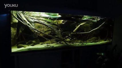 埃及神仙鱼缸造景 埃及神仙鱼 第1张