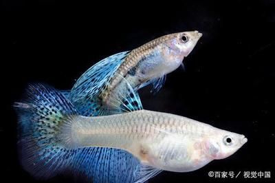 白化观赏鱼用什么灯比较好呢：对于白化观赏鱼，灯的选择需要考虑到鱼的生理需求和生活环境的模拟 水族灯（鱼缸灯） 第4张