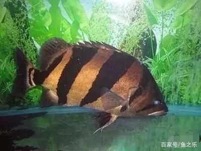 虎鱼眼球咬破会死吗：虎鱼眼球被咬破会死亡吗 虎鱼百科 第2张