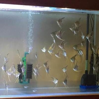 埃及神仙鱼鱼缸高度：埃及神仙鱼的鱼缸高度建议 埃及神仙鱼 第3张