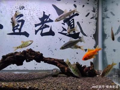 斑马狗头鱼缸：斑马狗头鱼的养殖方法 斑马狗头鱼 第3张