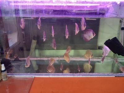 白化观赏鱼用什么灯好呢：鱼缸灯的使用注意事项在使用鱼缸灯时需要注意以下几点 水族灯（鱼缸灯） 第3张