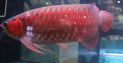 红龙鱼开始发色是什么样的状态：红龙鱼发色的初始状态 龙鱼百科 第1张