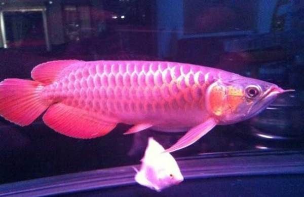 红龙鱼开始发色是什么样的状态：红龙鱼发色的初始状态 龙鱼百科 第3张