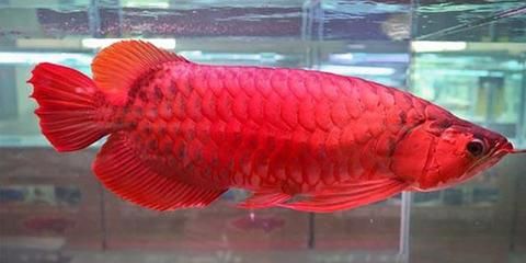 红龙鱼开始发色是什么样的状态：红龙鱼发色的初始状态 龙鱼百科 第2张