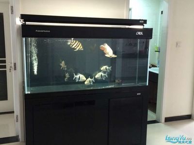 彩蝶鱼缸dx系列：彩蝶鱼缸dx系列是一款集美观、实用和创新于一体的高端鱼缸产品 彩鲽鱼缸（彩蝶鱼缸） 第2张