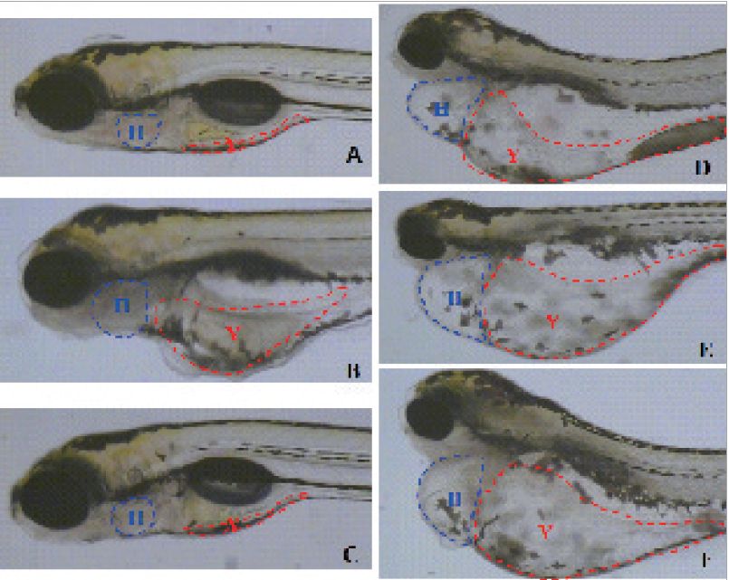 斑马鱼转基因：关于斑马鱼转基因技术的一些详细信息 斑马狗头鱼 第2张