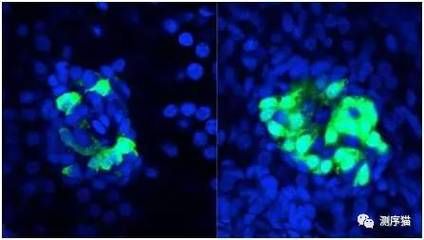 斑马鱼幼体：斑马鱼幼体在实验方法、生物学特性以及注意事项